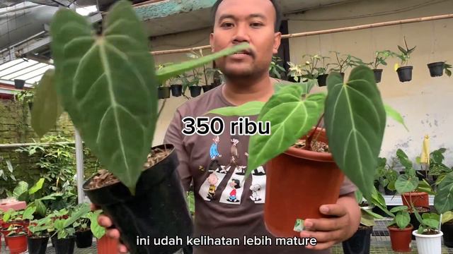 Flash sale anthurium seleksian di GH kedua | ada HU daun besar😱 | #11 смотреть онлайн