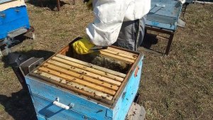 Матка трутовка весной . Что делать??? Как я сколачиваю рамки.Мы пчеловоды.