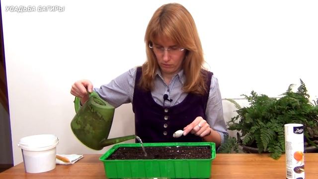 Календула. Рассада. смотреть онлайн