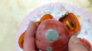 Дегустация плодов хурмы сорта Гора Говерла после дозаривания в пакете с яблоками. г Николаев.