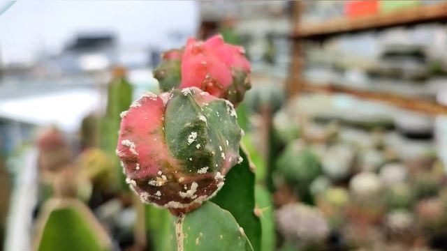 Cactus seeding grafting on Hylocereus undatus | 100% RESULTS #xuongrong ,#thapxuongrong смотреть онлайн