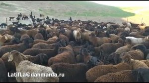 Гиссарские овцы и аборигенные САО Таджикистана,  начало окота в районе Хуросон