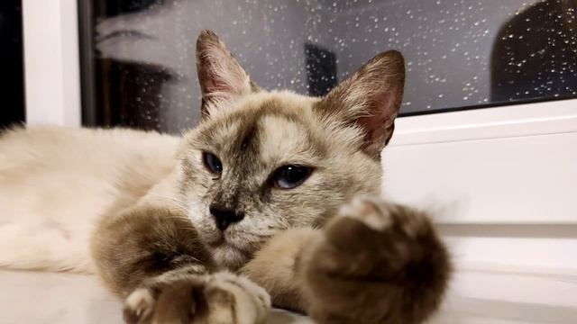 Новый питомец I Первые дни дома кошки с улицы I Как сделать коробку для беременной кошки смотреть онлайн