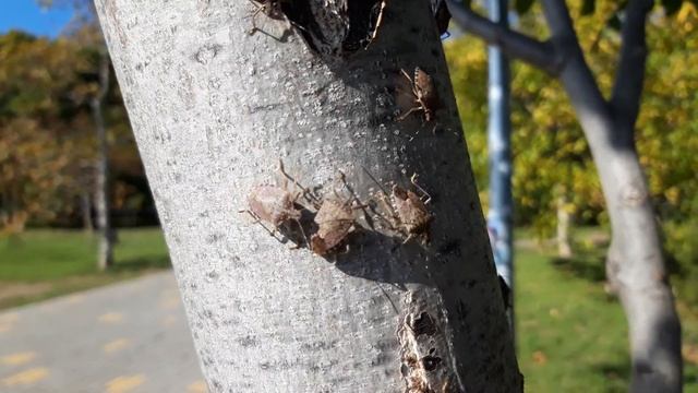 Древесные щитники атакуют смотреть онлайн