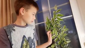 Педилантус. Уход и размножение цветочка