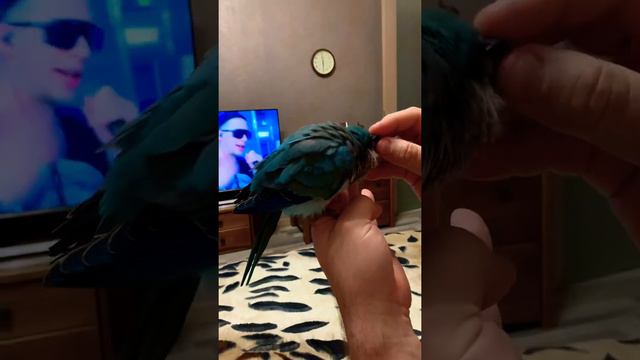 Массаж для попугая 😳🥰🦜 Эрик (Калита - Монах)Quaker parrot