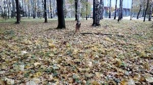 Заяц в осеннем лесу