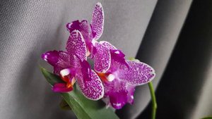 Phal.Hualien Pink Galaxy 272 peloric