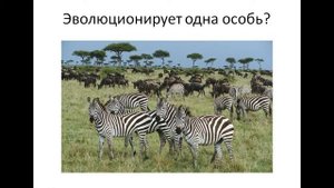 Популяция   единица эволюции