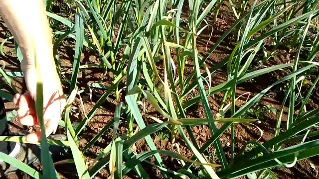 Чеснок, ломаем стрелки. смотреть онлайн