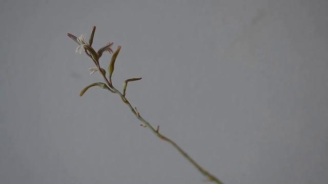 How I take care of zebra plant Haworthia attenuata смотреть онлайн