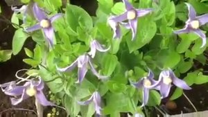 Клематис кустовой май 2014