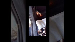 Замена лампочки в заднем фонаре Шкода Октавия А5 #шкода #шкодаоктавия #а5 #фонари #лампочки #октави