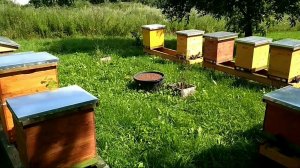 Простая поилка для пчёл. Керамзит + тазик.