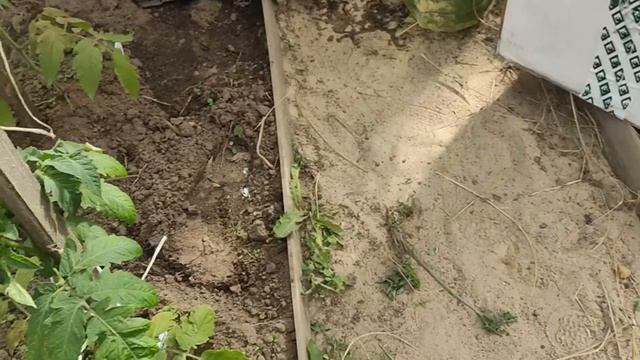 Томаты и огурцы в неотапливаемой теплице 10 мая 2022.Высадили томаты,кабачки,тыквы в открытый грунт смотреть онлайн