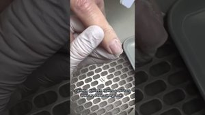 Урок 4. Сухая чувствительная кутикула