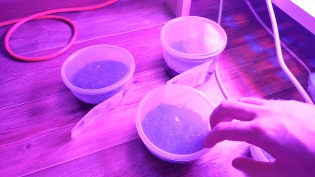 Кустарники из семян. Начало первой попытки (Кизильник, Пузыреплодник, Арония) смотреть онлайн