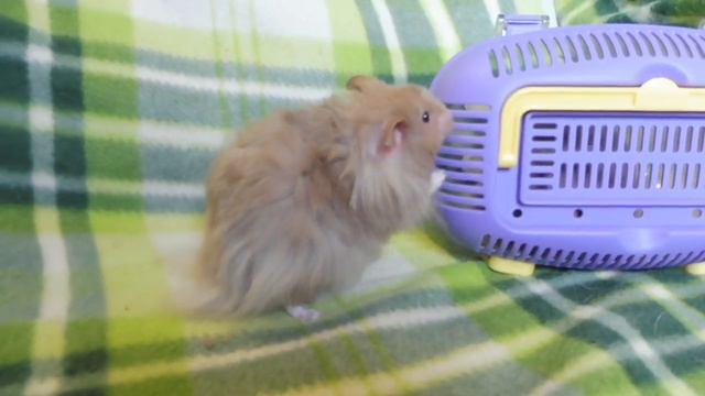 #ХОМКИ ВЕС В 4 МЕСЯЦА АРИША И ДЮША#СОБАКА РАЗМЕРОМ С ХОМЯКА#HAMSTER THE SIZE DOG#ПИТОМНИКМАРИМИСТИК