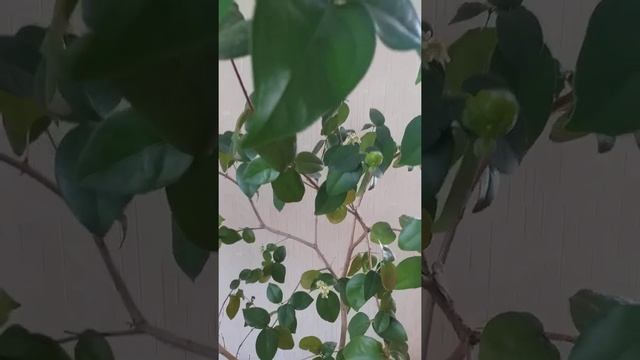 Суринамская вишня черная. Поспела первая ягодка!??? смотреть онлайн