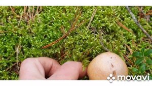 Колпачки, ложные маслята...козлятник?Кто знает, как правильно? Но все съедобные