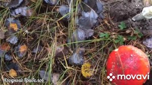 ❗Провожаем октябрь зеленушками и гигрофорами❗