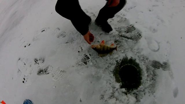 Прогулка по озерам в поисках клева карася, а попали на клев окуня! смотреть онлайн