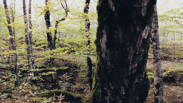 Efir - Дети Мхов / Children of Mosses (overtone handpan and didgeridoo)