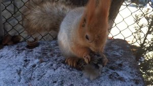 Белка ест воробья