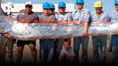 Предвестник катастроф: в Чили выловили самую опасную 5-метровую рыбу на Земле / РЕН Новости