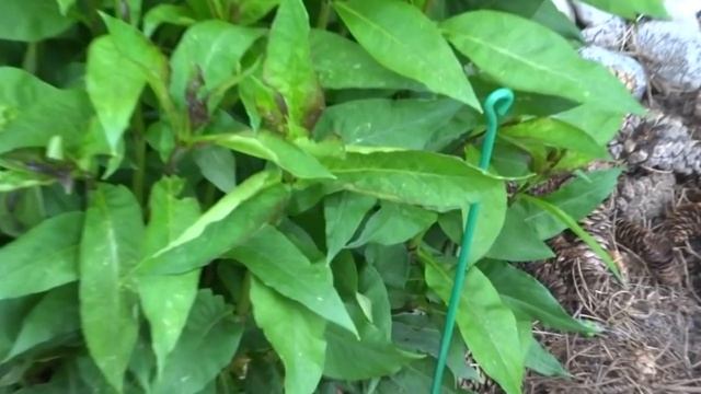 Как сделать опоры для цветов своими руками смотреть онлайн