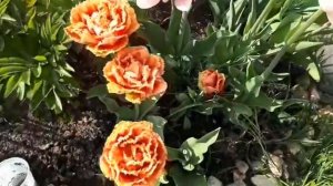 Обзор цветения Луковичных сорта тюльпанов и нарцисовот 2019 г. Часть 2. Весна 2020!