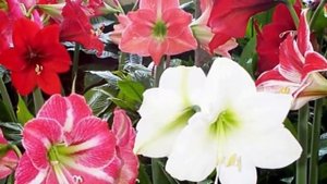 Амариллис и Гиппеаструм – разные растения. Какая разница между Гиппеаструмом и Амариллисом.