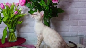 СВОБОДЕН/AVAILABLE bengal male ROMEO Murbenmir