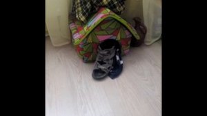 Чихуахуа. Лиза ворует тапки.