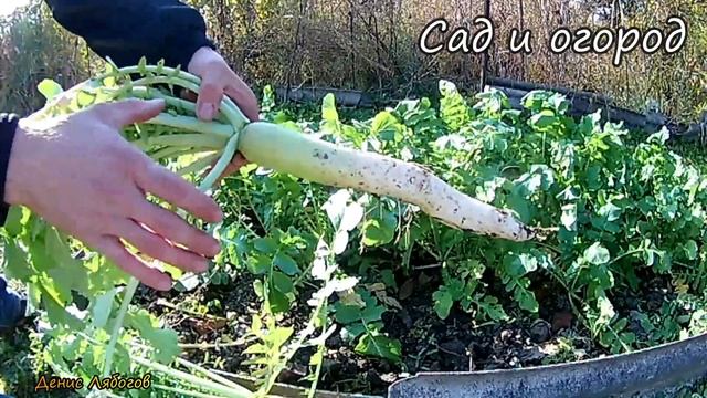 Редька Дайкон сбор урожая, Что такое редька дайкон, Японская редька, Как вырастить,))) Салат на сто смотреть онлайн