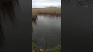 река Бейсуг близ села Большой Бейсуг, Брюховекого района, Краснодарского края