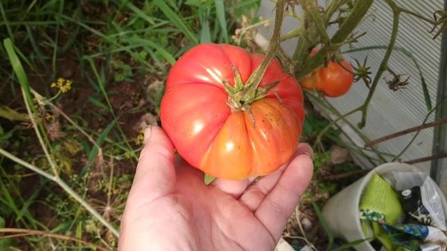 Сорта томатов для теплиц. Обзор сортов томатов в теплице.The best varieties of tomatoes