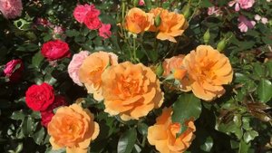 Самые красивые кустарники для сада. Часть 1