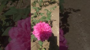 Английская роза 🌹 Софи Роуз..