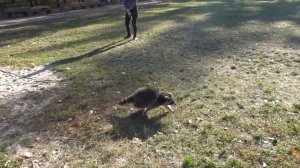 VLOG Лимон, Алиса и Даша на детской площадке