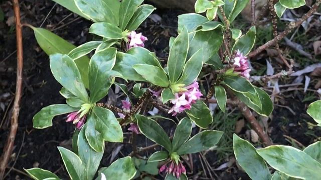 Daphne odora 'Aureomarginata' ou 'Bois-joli' Un parfum en folie смотреть онлайн