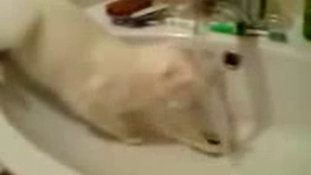 котэ купается в раковине смотреть онлайн