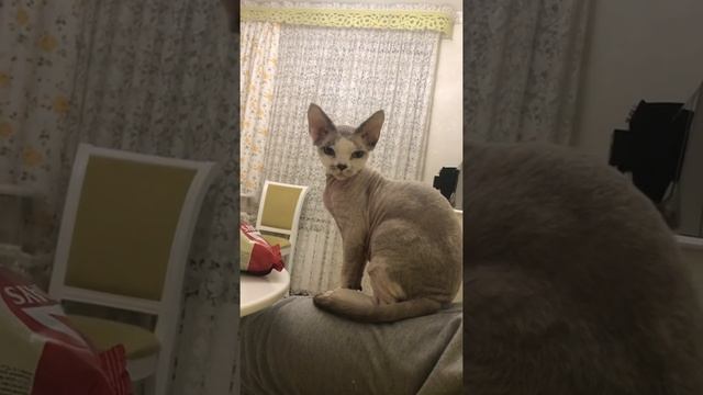 Котёнок Девон-рекс devonrex 6 месяцев