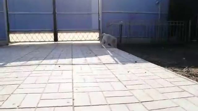 DSC 1298 смотреть онлайн