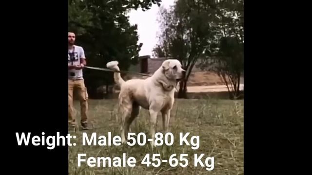 Kurdish Mastiff Facts / Oldest dog breed of Asia смотреть онлайн