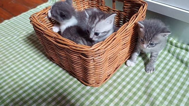 Котята