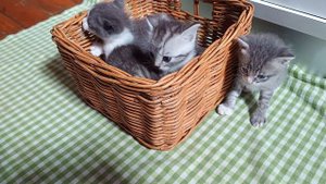 Котята