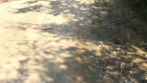 Спящая змея на дороге