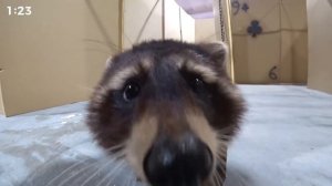 СЛОВИ ЕНОТА в ГИГАНТСКОМ ЛАБИРИНТЕ...