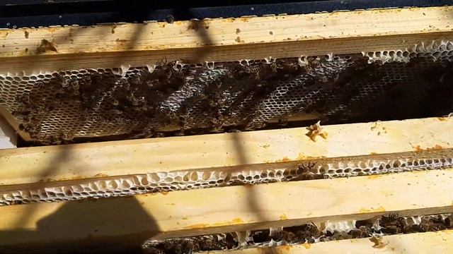 Мед майский с садов смотреть онлайн